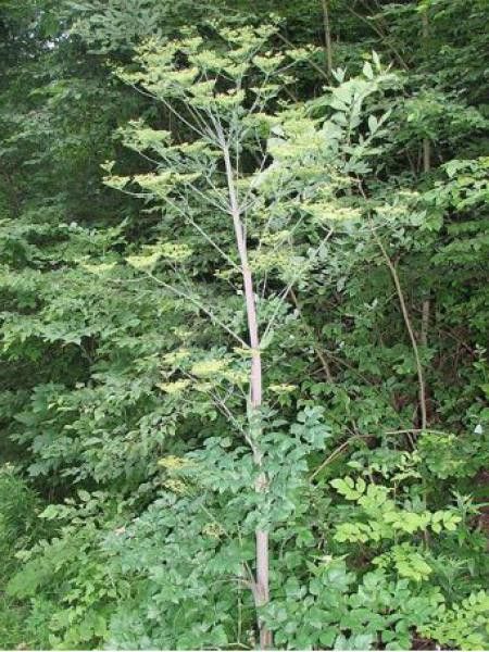 Peucedanum verticillare 