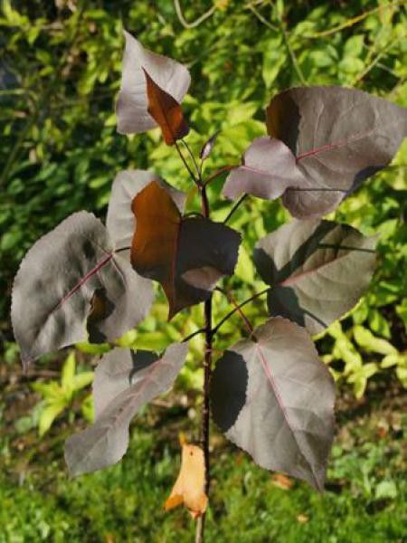 Peuplier 'Fuego'
