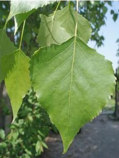 Peuplier 'Marilandica'