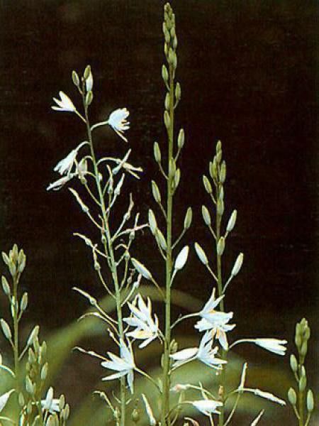 Phalangère à fleurs de lis