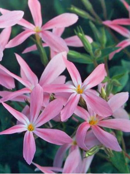 Phlox adsurgens 'Wagon Wheel'