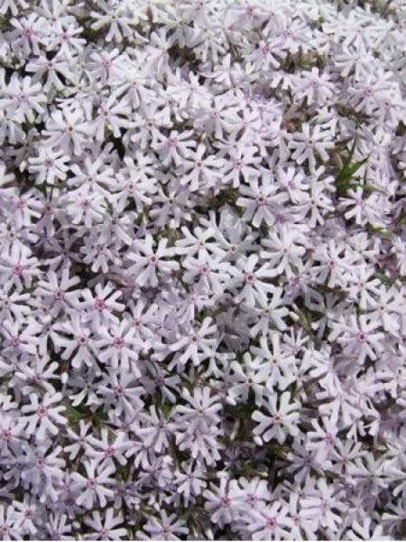 Phlox bifida 'Petticoat'
