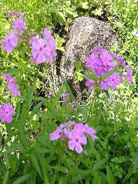 Phlox carolina 'Bill Baker'