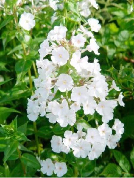 Phlox carolina 'Miss Linguard'