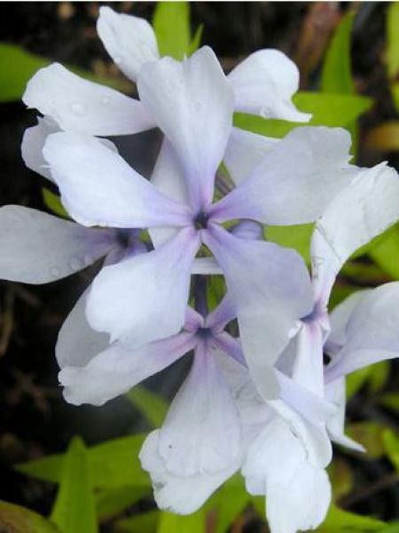 Phlox divariqué 'Dirigo Ice'