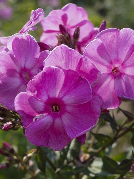 Phlox 'Eden's Glow'