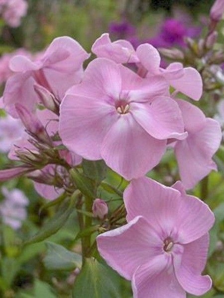 Phlox 'Elisabeth'