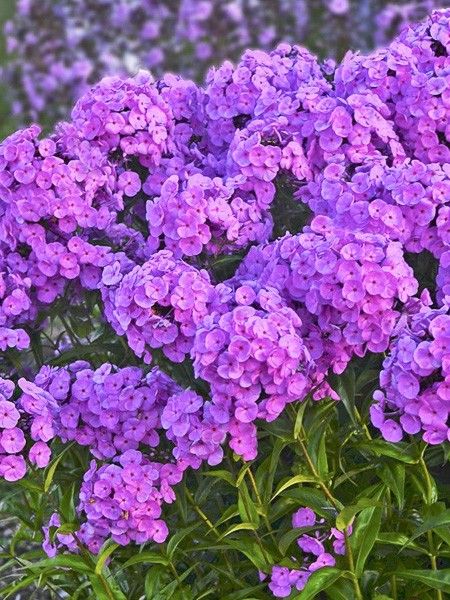 Phlox 'Fashionably Early Flamingo'