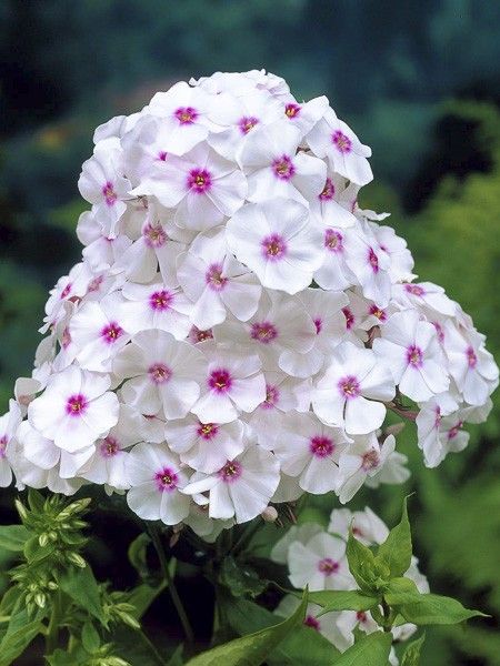 Phlox 'Graf Zeppelin'