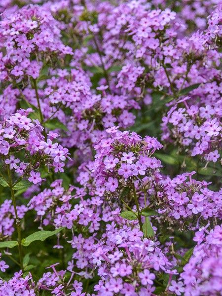 Phlox 'Jeana'