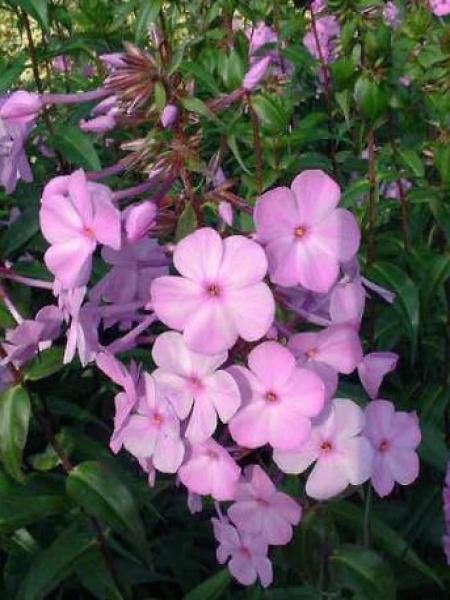 Phlox maculé 'Alpha'
