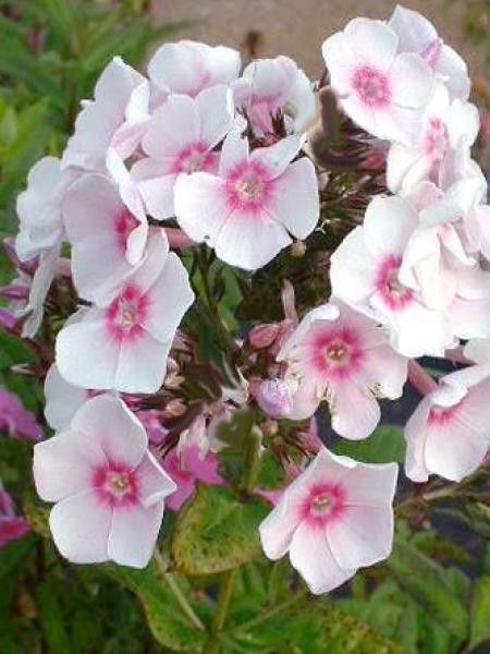 Phlox maculé 'Delta'