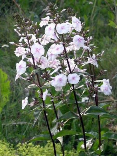 Phlox maculé 'Omega'