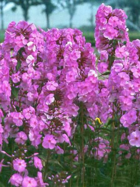 Phlox maculé 'Rosalinde'