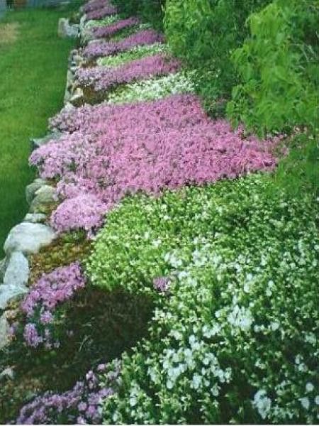 Phlox mousse 'Atropurpurea'