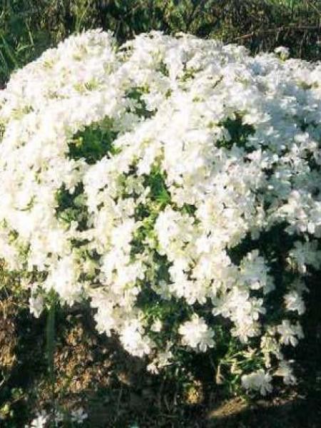 Phlox mousse 'Calvides White'