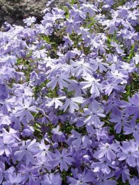 Phlox mousse 'Emerald Cushion Blue'