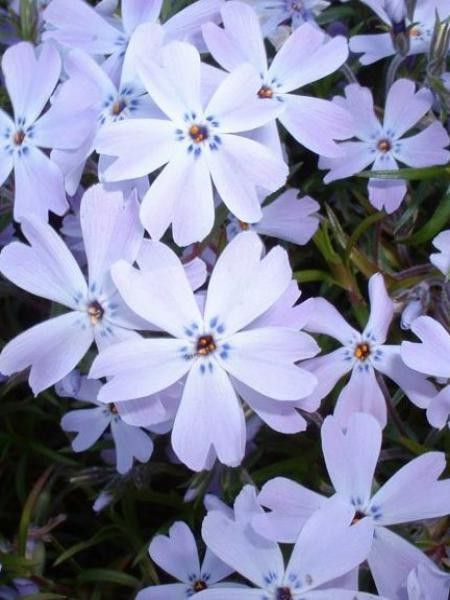 Phlox mousse 'G.F. Wilson'