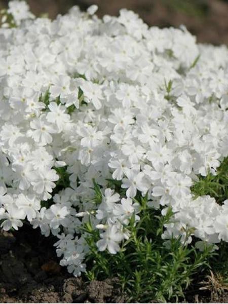 Phlox mousse 'Maischnee'