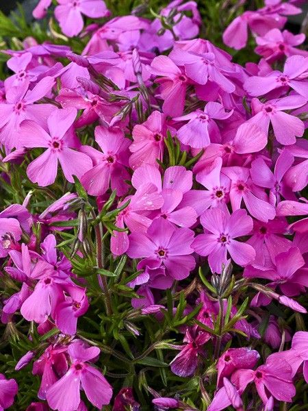 Phlox mousse 'McDaniel's Cushion'