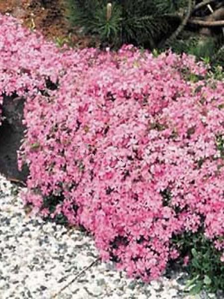 Phlox mousse 'Moerheimii'