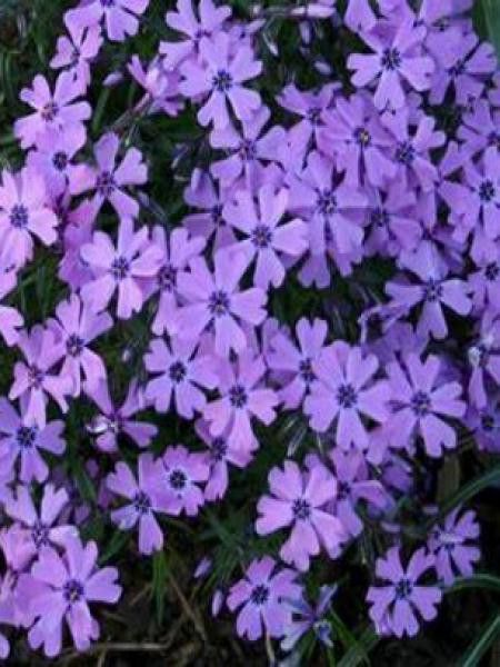 Phlox mousse 'Purple Beauty'