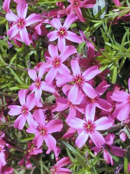 Phlox mousse 'Scarlet Flame'