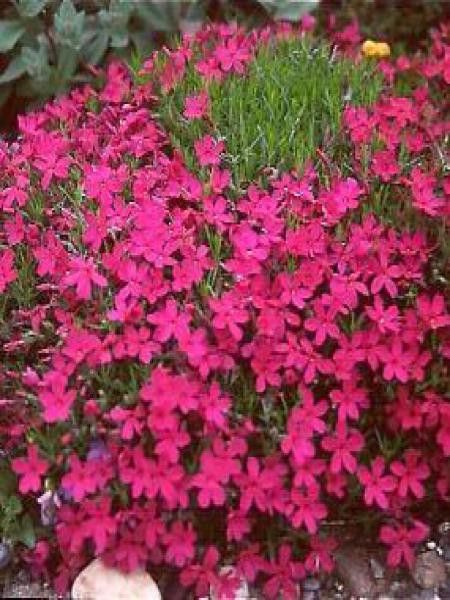 Phlox nain 'Crackerjack'