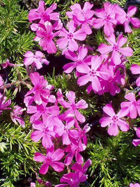 Phlox nain 'Daniel Cushion'
