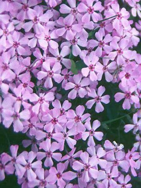 Phlox nain 'Lilac Cloud'