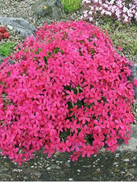 Phlox nain 'Red Amiral'