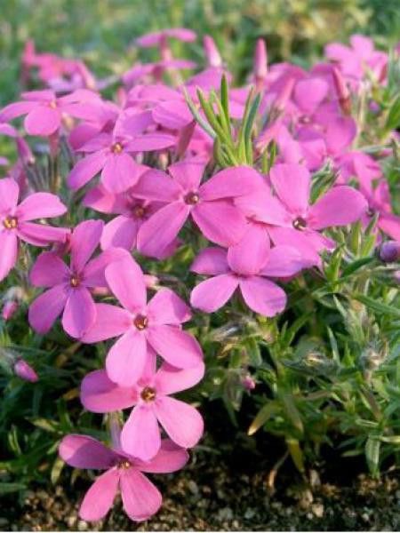 Phlox nain 'Waterloo'