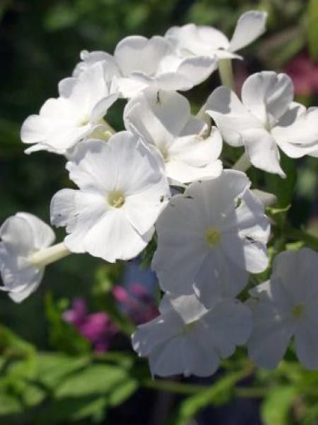Phlox nain 'White Admiral'