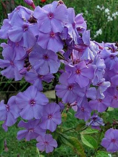Phlox paniculé 'Amethyst'