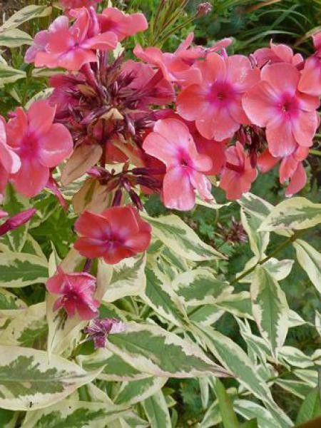 Phlox paniculé 'Becky Towe'