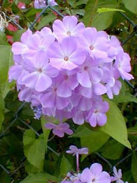 Phlox paniculé 'Blue Boy'