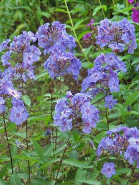 Phlox paniculé 'Blue paradise'