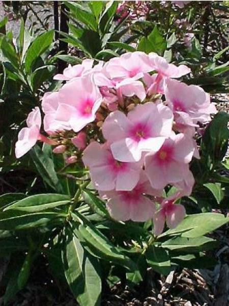Phlox paniculé 'Bright Eyes'