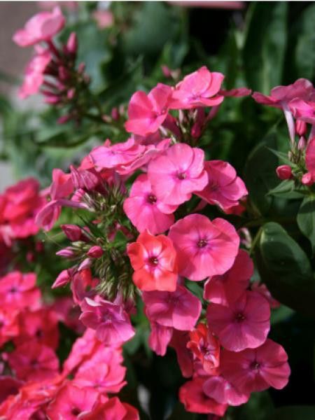Phlox paniculé 'Coral Flame'