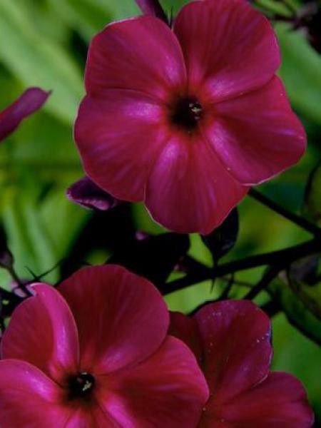 Phlox paniculé 'Delilah'®