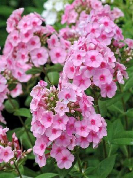 Phlox paniculé 'Eva Cullum'