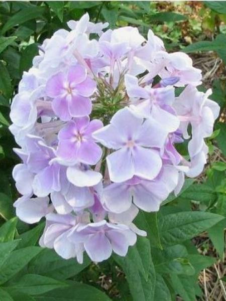 Phlox paniculé 'Franz Schubert'
