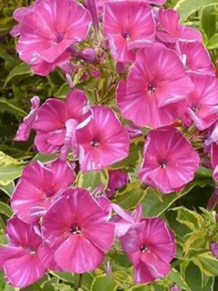 Phlox paniculé 'Goldmine'