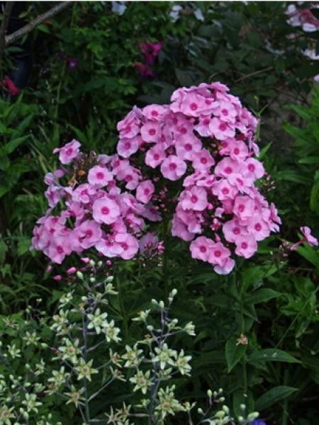 Phlox paniculé 'Herbstwalzer'