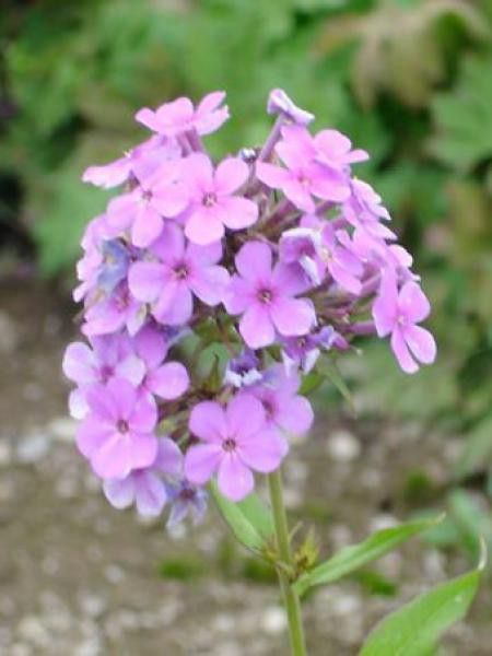 Phlox paniculé 'Hesperis'