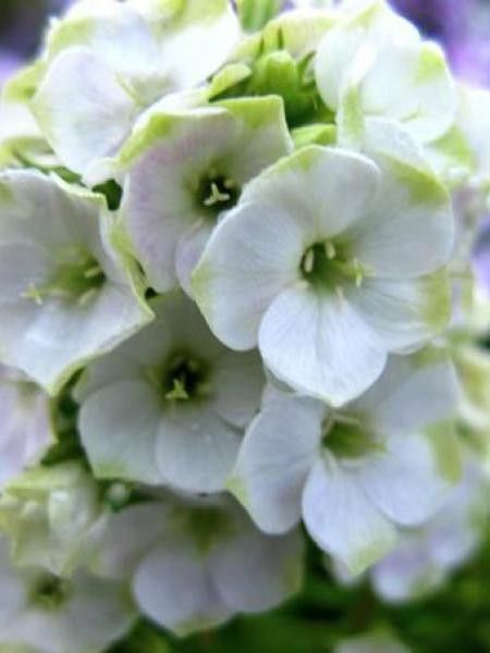 Phlox paniculé 'Jade'