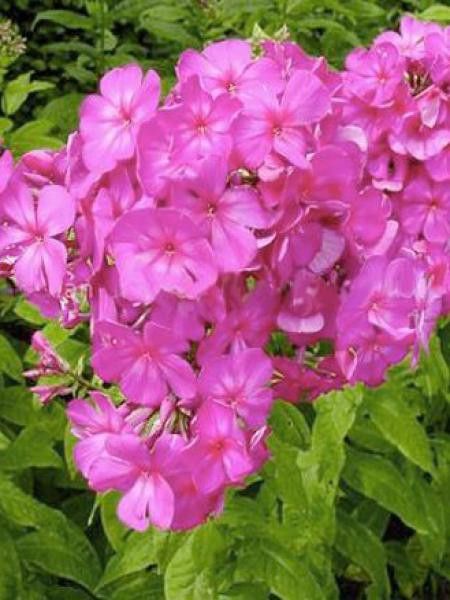 Phlox paniculé 'Judy'