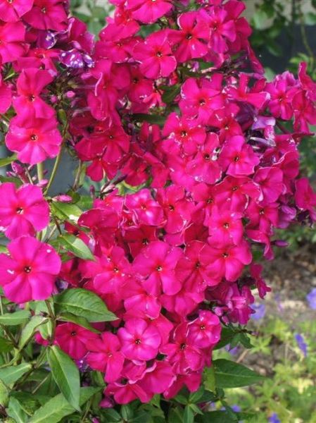 Phlox paniculé 'Kirchenfürst'