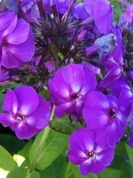 Phlox paniculé 'Lilac Flame'
