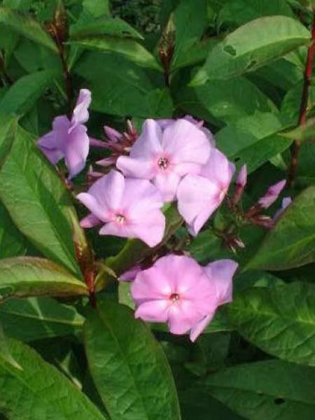 Phlox paniculé 'Lilac Time'
